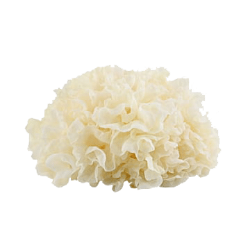 Tremella Fuciformis Mushroom