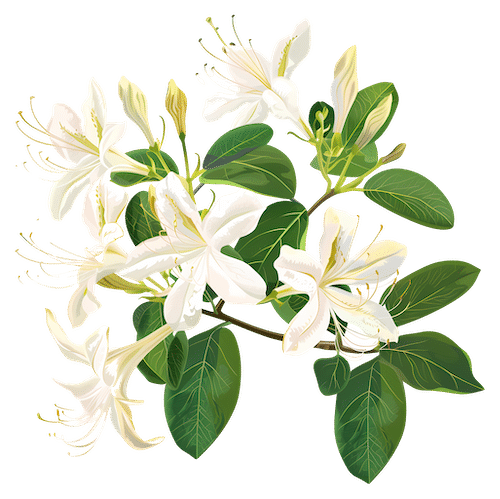 honeysuckle