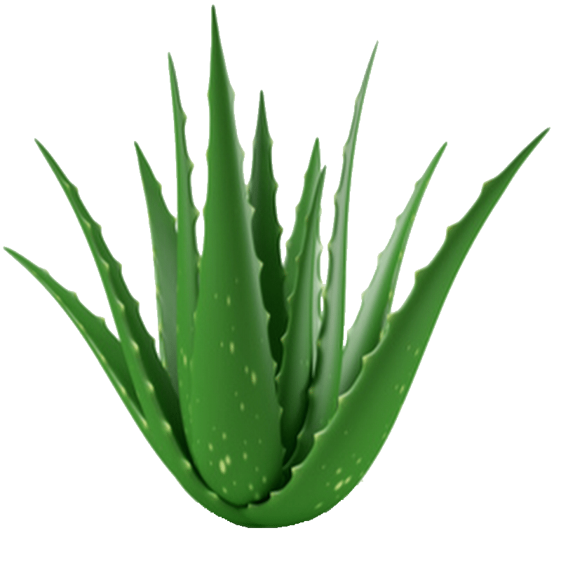 kisspng aloe vera medicinal plants gel leaf 5b340f690711c5.979262441530138473029