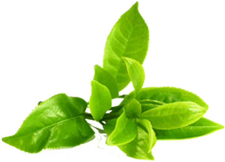 kisspng green tea portable network graphics clip art image green tea leaves transparent amp png clipart fre 5c9094932bddd7.6090033815529790911797