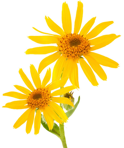 kisspng mountain arnica essential oil cream skin care ther piller 5acff612475486.3550044215235783862922