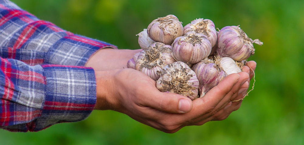 Garlic is one of the foods to boost nitric oxide