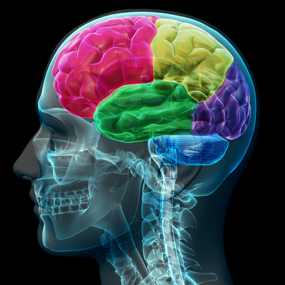 Link Between Blood Flow and Brain Performance