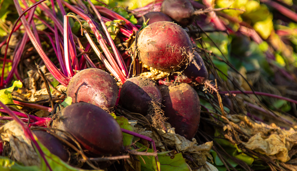 beets